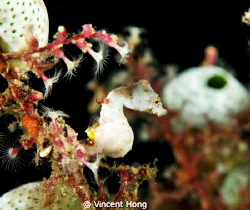Pontohi Pygmy Seahorse, Nikon 60mm by Vincent Hong 